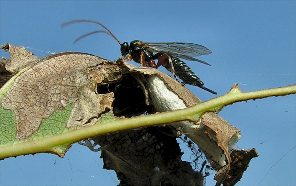 larve di lepidottero defoliatore: Clostera anastomosis